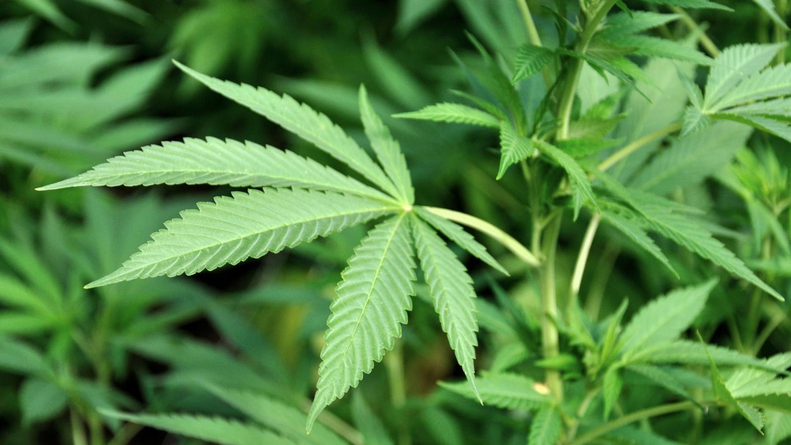 Nueva ley sobre la marihuana entra en vigor el 30 de noviembre, los recursos extra para escuelas tardarán más